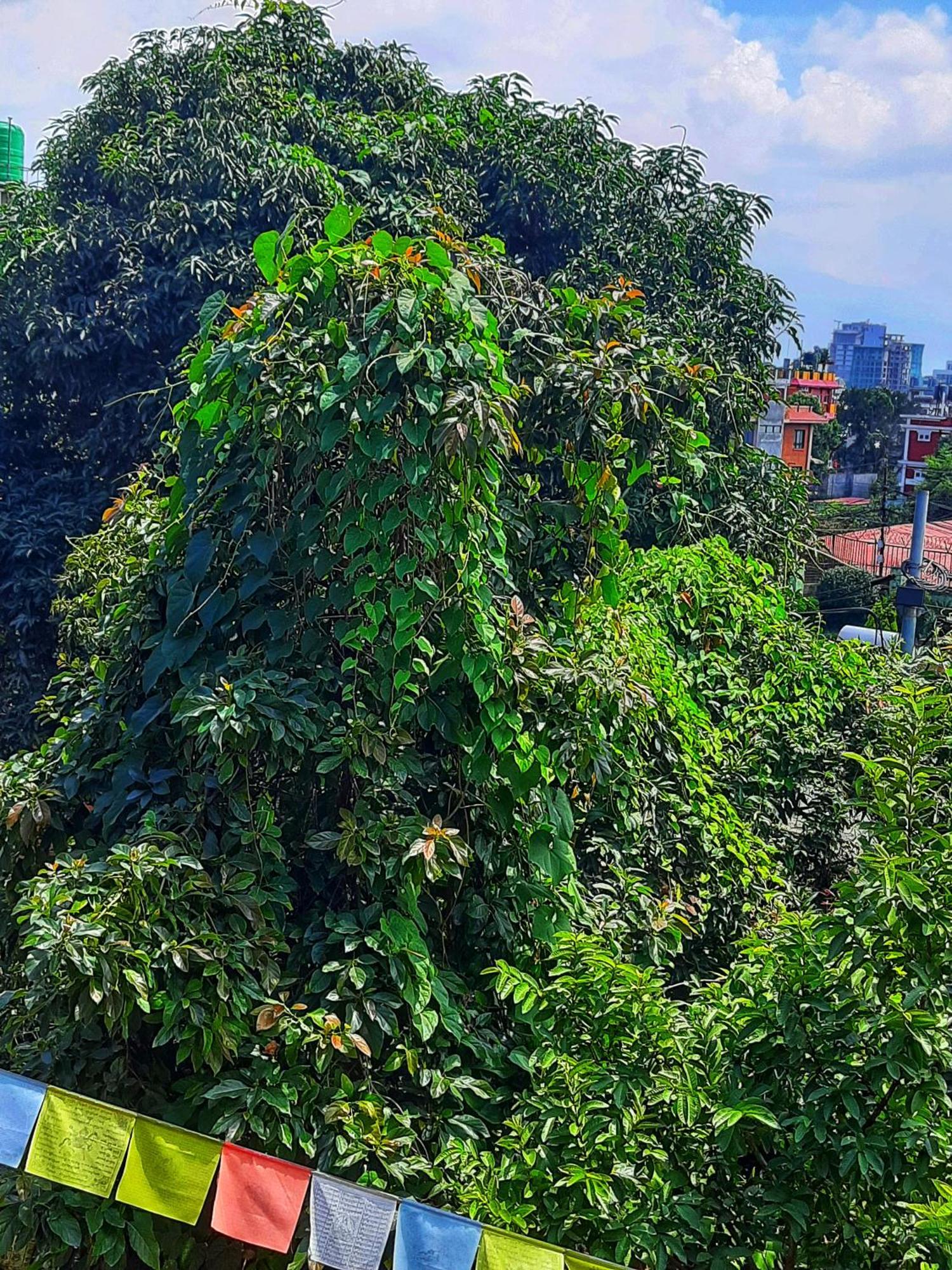 Best Hostel Kathmandu Exterior foto