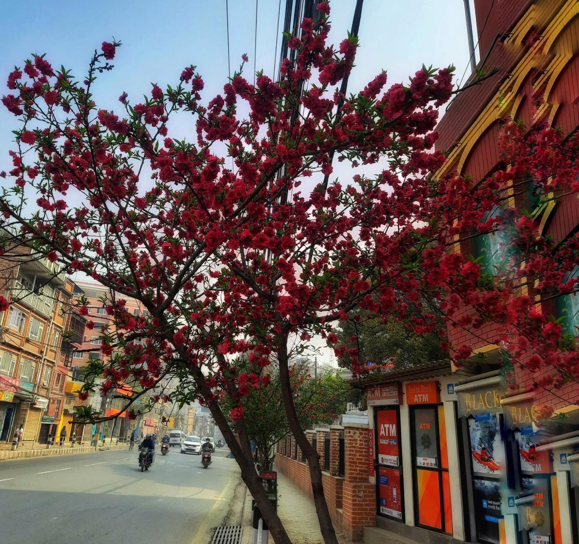 Best Hostel Kathmandu Exterior foto